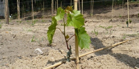 Pravilna sadnja grožđa u jesen